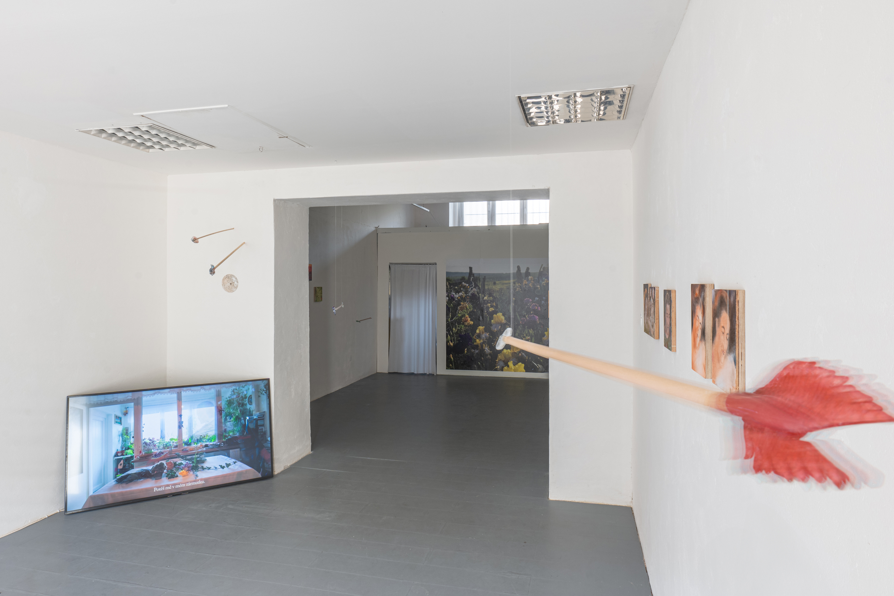 Documentation of a group exhibition of flower talk Květomluva in Entrance Gallery, Lištica